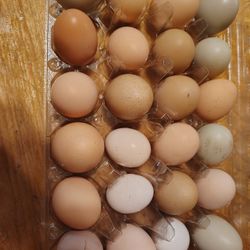 Fresh Chicken Eggs 