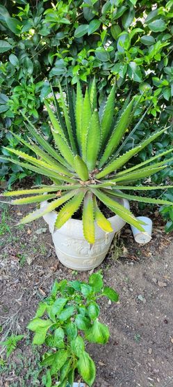 Agave Plant 