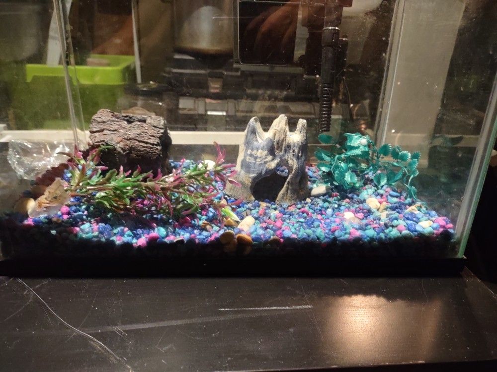 Fish Tank 
