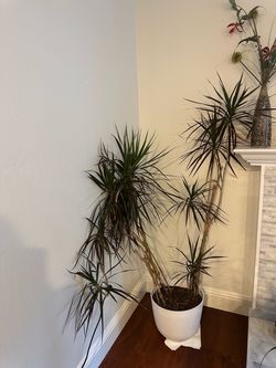 ~5 feet tall Dragon tree