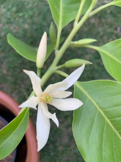 White Magnolia champaca / Michelia Alba Plant