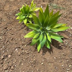 Succulents 