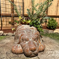 Ceramic Dog Planter with Succulents