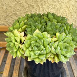succulent plant in 6” pot