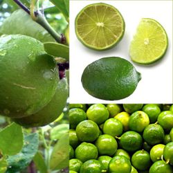 Grafted Dwarf Mexican Lime Trees 😃🌿🌿🌿🌿🌿