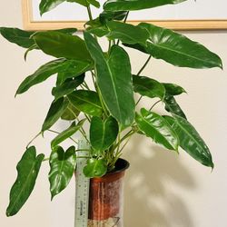 Burle Marx Philodendron 