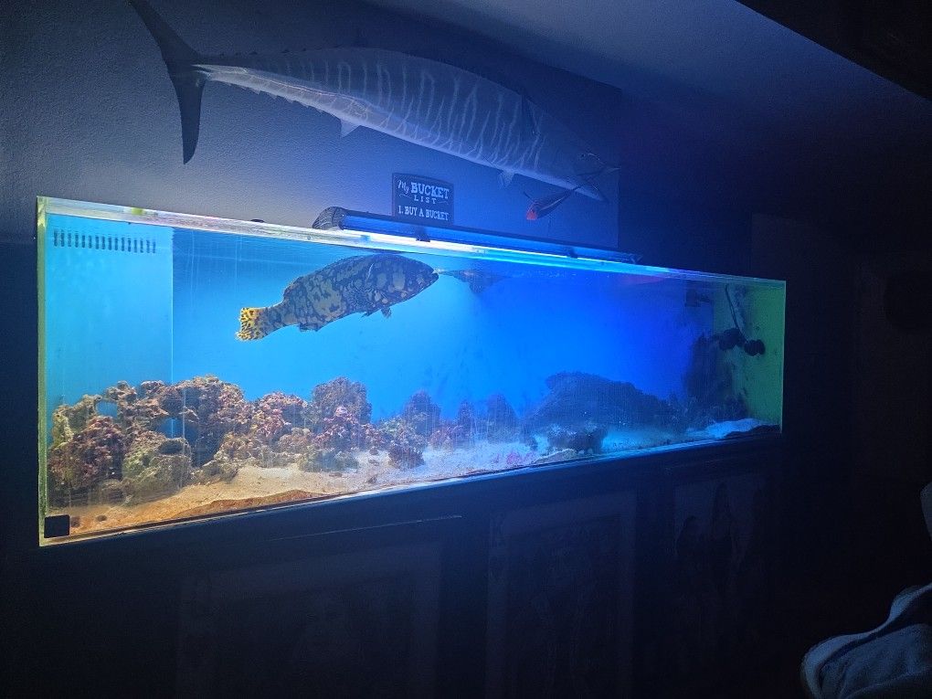 4 FISH tanks COME see AQUARIUMS 