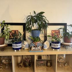 Varieties Hoya Plants For Sale OBO