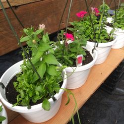 Petunias baskets