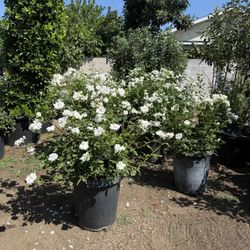 White Iceberg Roses – 15 Gallon Pots.