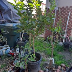 Persian Lemon Tree ( Arbol de Limon Persa )