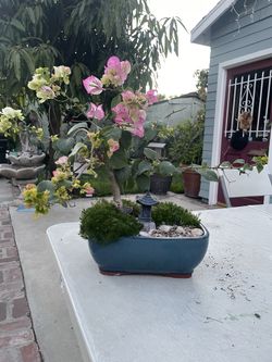 Bougainvillea Bonsai