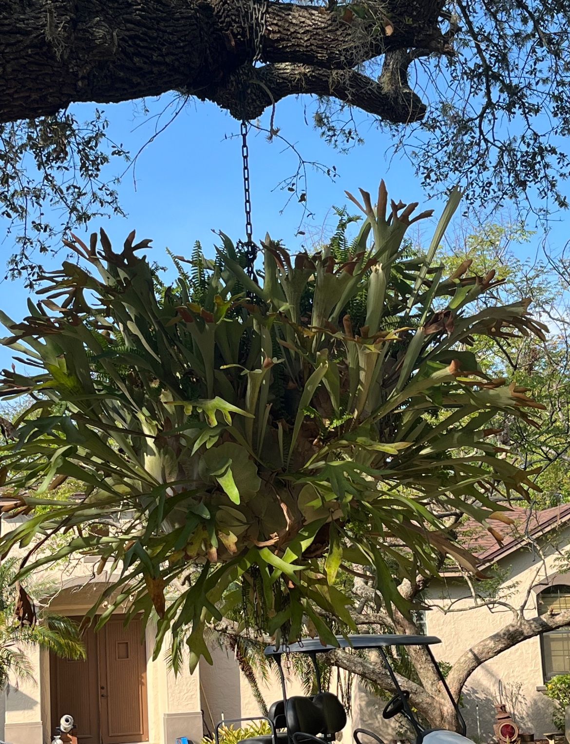 Staghorn Fern