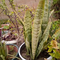 Healthy Snake Plant In A Pot $15