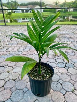 Areca catechu (semi- dwarf betel nut palm)