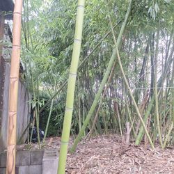 Full Grown Timber Bamboo  20+ Ft Tall