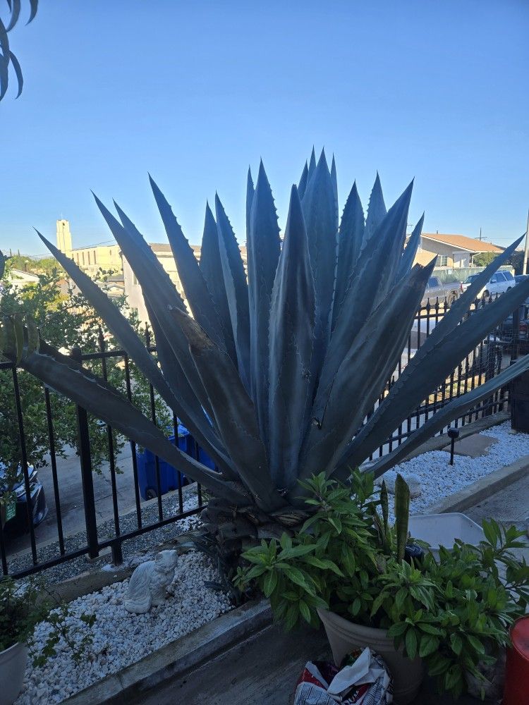 Pencas Para Barbacoa 