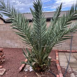 Palm Three