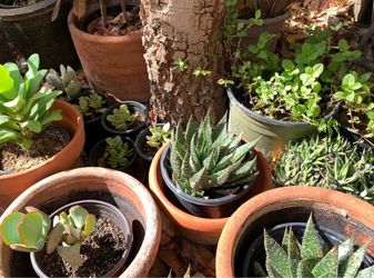 Misc. Plants