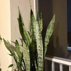 Large Snake Plant
