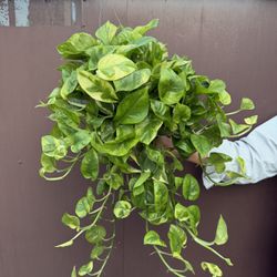 Very Full Pothos Lemon Meringue In 6” Pot 