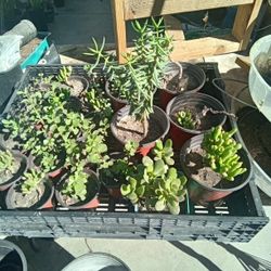 Succulents Small 2 For A Dollar Bigger Ones 3 For 5