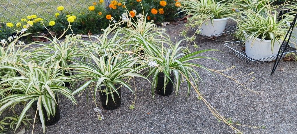 Spider Plants 