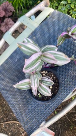 Trandescandia or wandering Jew