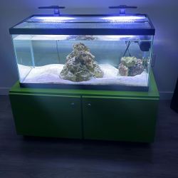 40 Gallon Saltwater Tank 