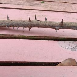 Dried Devil Snare Vines With Thorns! $1 PER FOOT! 5ft For $3