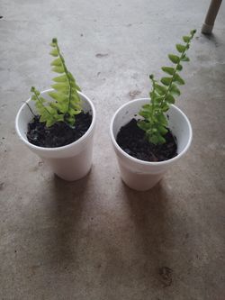 plantas de helecho $2 cada una