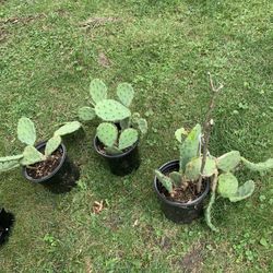 Prickly Pear Cactus Plants!! $15 Each Or Take All 3 For $35!!