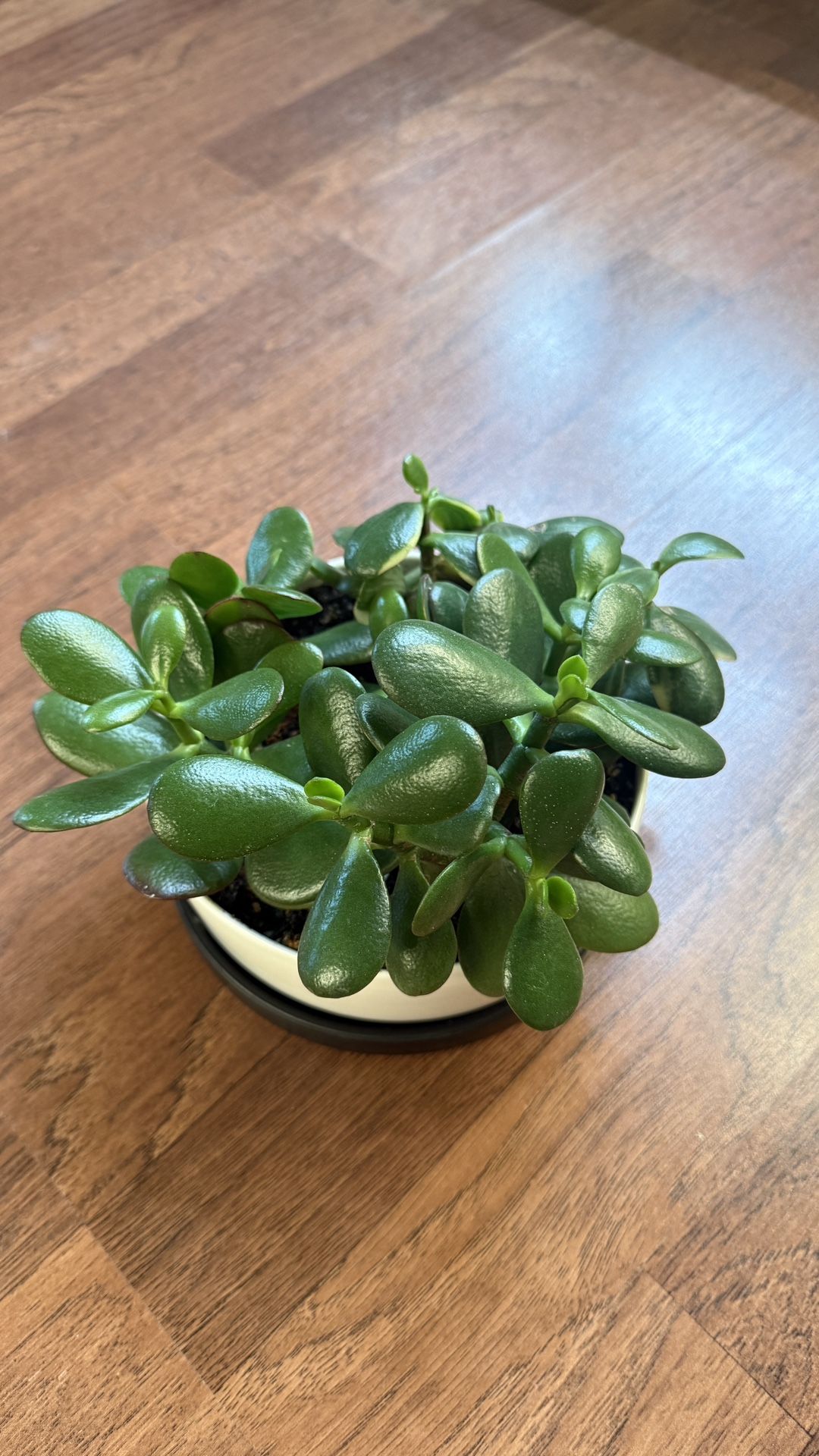 Jade Plant In Cool Pot