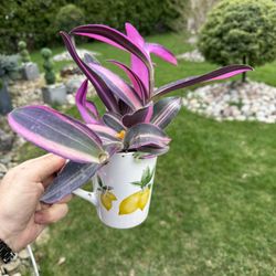 🪴Housplant Purple Verigated Plant