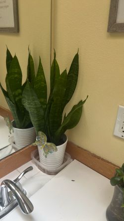Snake plant