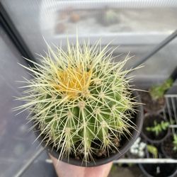 Barrel Cactus 