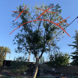 Tree - Palm - Yard 