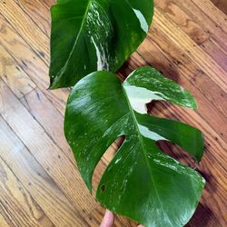 Monstera Albo Borsigiana Plant