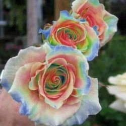 25 seeds Rainbow Rose  Flower Bush Perennial Flowers Seed