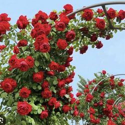 Florentina Climbing Rose Plant in 1-gallon pot. Pick Up in Millbrae. Own Root Plant.
