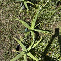 Aloe Vera Plants