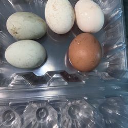 Fresh Organic Eggs Daily! $3 Per Dozen