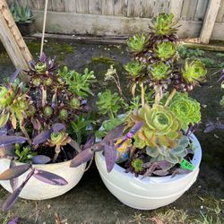 Large Succulent Beauties 