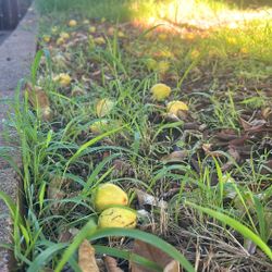Organic Homegrown Guavas