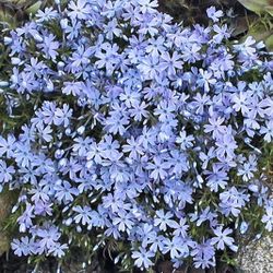 Blue moon phlox perennial plants$6 Each pot