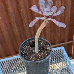 Black Rose Succulent 