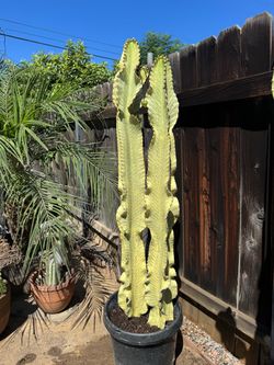Cactus Plant (Candelabra)