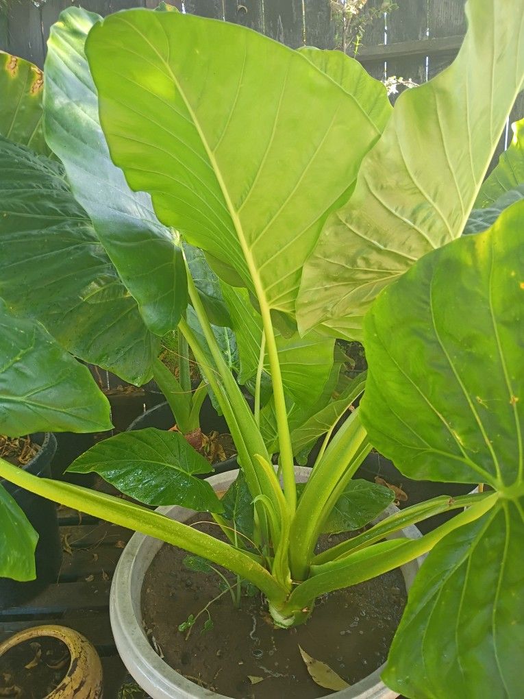 Big Plants