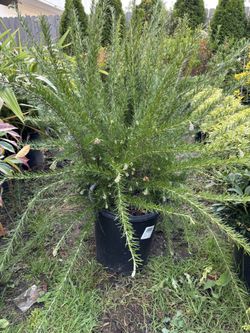Grevillea ‘Canberra Gem’ ( Spider Plant) 5gal
