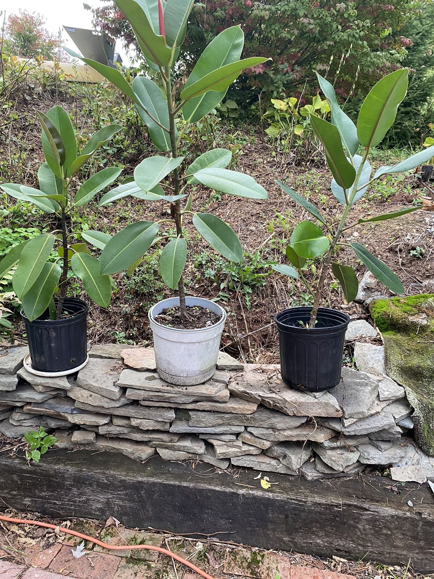 Rubber Plants, Ficus elastica
